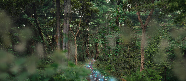 Mixed forest with path on which blue applications can be seen