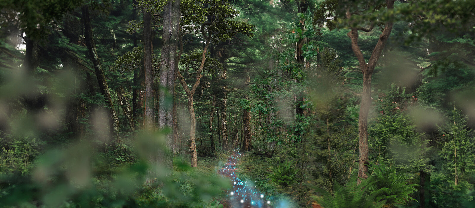 A mixed forest with a path showing digital applications in blue